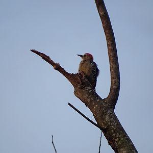 Red-crowned woodpecker