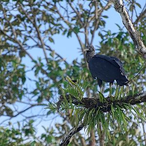 Black vulture