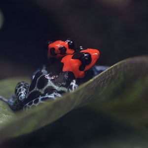 Blessed poison frog, conflict