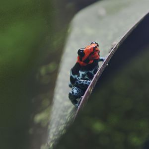 Blessed poison frog, calling
