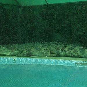 False gharial
