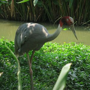 Sarus crane