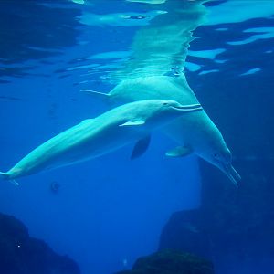 Chinese white dolphin