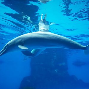Chinese white dolphin
