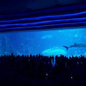 Whale shark tank