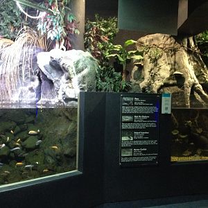 Cichlid & South American tank