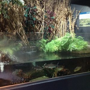 Freshwater tank