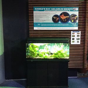 Small freshwater tank