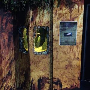 Blind Cave Fish tank