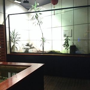 Koi Carp tank & Turtle exhibit