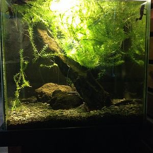 Japanese Fire-bellied Newt tank