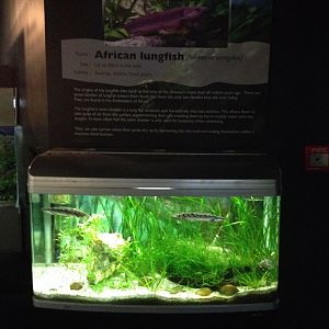Senegal Bichir tank
