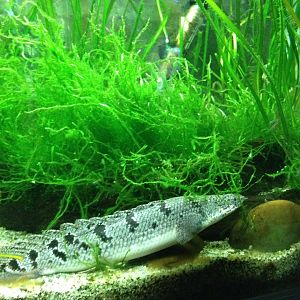 Barred Bichir (Polypterus delhezi)