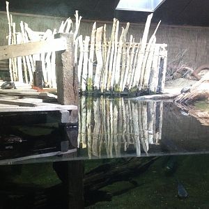 Turtle exhibit