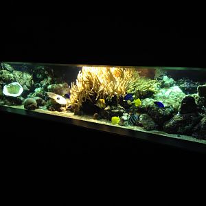 Reef tank (unsigned)