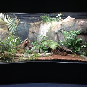 Tuatara exhibit