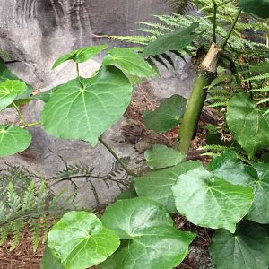 Tuatara (Sphenodon punctatus)