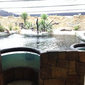 Little Penguin exhibit