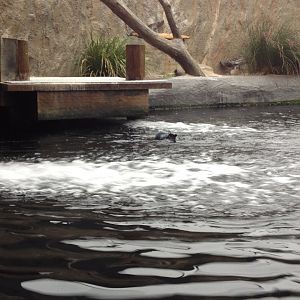 Little Penguin (Eudyptula minor)