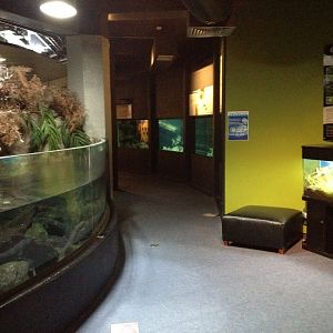 Longfin Eel tank & Southern Bell Frog exhibit