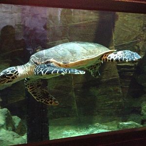 Hawksbill Sea Turtle (Eretmochelys imbricata)