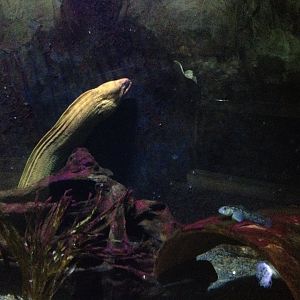 Yellow Moray (Gymnothorax prasinus)