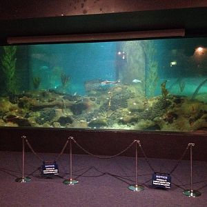 Ocean tank