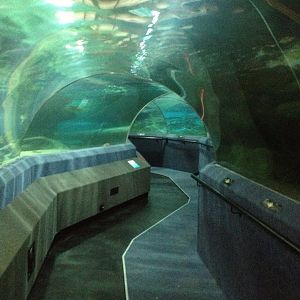 Oceanarium tunnel