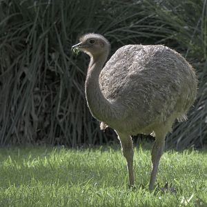 Darwin's rhea
