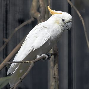Citron-crested cockatoo