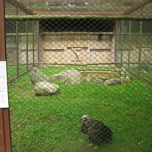 Vogelpark Niendorf - Cinereous vulture aviary