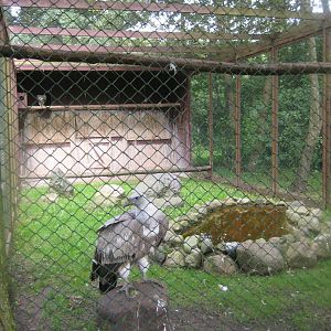 Vogelpark Niendorf - Himalayan vulture aviary