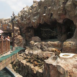 Brown bear exhibit
