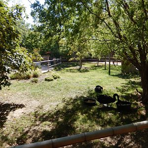 9/29/2017 - Australia Walk-About Habitat