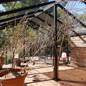 9/29/2017 - Budgie Aviary