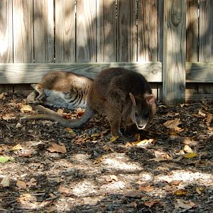 9/29/2017 - Wallabies