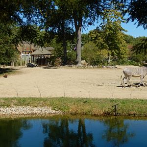 9/29/2017 - White Rhino & Grevy's Zebra Habitat