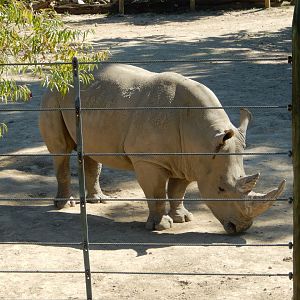 9/29/2017 - White Rhino