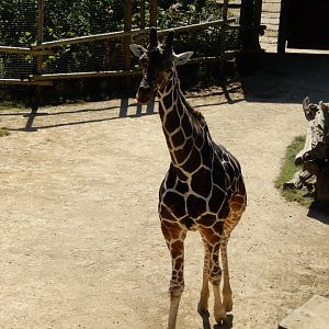 9/29/2017 - Bull Giraffe