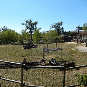 9/29/2017 - Giraffe, Gerenuk, and Thomson's Gazelle Habitat
