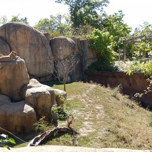 9/29/2017 - Lion Habitat