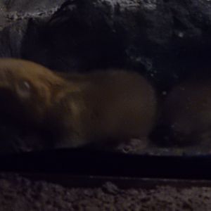 9/29/2017 - Giant Zambian Mole Rats