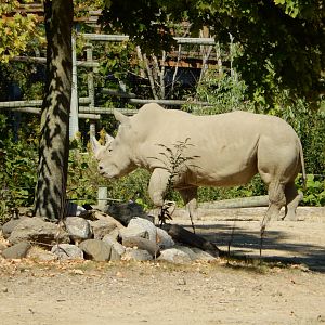 9/29/2017 - White Rhino