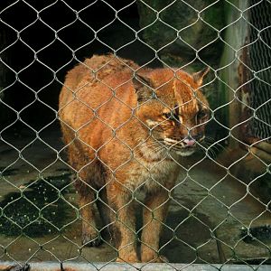 Asian golden cat