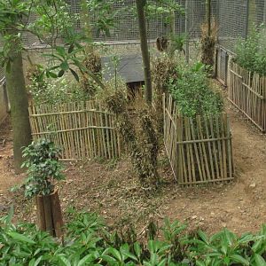 Tufted deer  exhibit