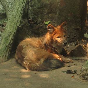 Dhole