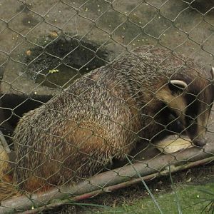 Asian badger