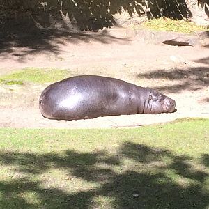 Pygmy hippo
