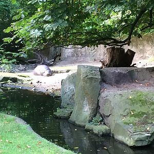 Pygmy hippo enclosure