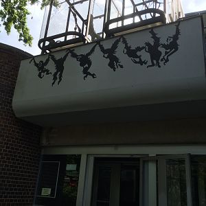 Squirrel monkeys on the roof